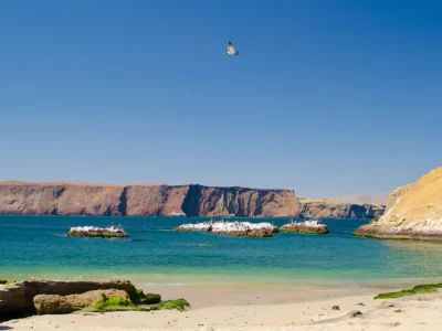 Full Day Paracas Full Day Paracas