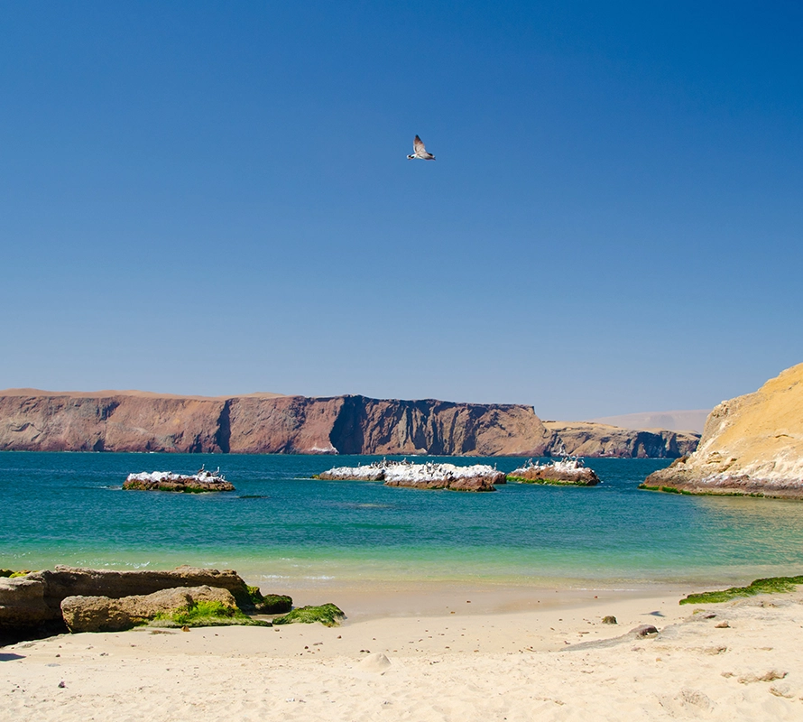 Full Day Paracas